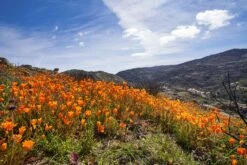 California Poppy | Flower Seed Grow Kit -Evergreen Plants Shop california poppy unsplash mountains small