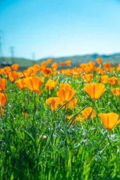 California Poppy | Flower Seed Grow Kit -Evergreen Plants Shop california poppy unsplash vertical field