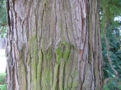 China Fir | XL Tree Seedling -Evergreen Plants Shop china fir bark 9b32a4a8 36fb 408e 9161 5e867d76af80