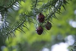 China Fir | XL Tree Seedling -Evergreen Plants Shop china fir cones d382acc0 72d5 48a7 be4f 1122c74a2dc4