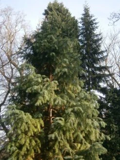 China Fir | XL Tree Seedling -Evergreen Plants Shop china fir cultivated fbf80513 ceba 4baf 81ff a9e28b1ad7e5