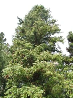 China Fir | XL Tree Seedling -Evergreen Plants Shop china fir form 2a26443d c642 4e4c 888e 9216016b7333