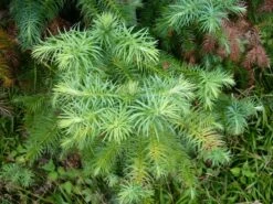 China Fir | XL Tree Seedling -Evergreen Plants Shop china fir needles 478fe26b a63e 42bd 848e 67abe724bfd5