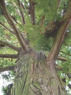 China Fir | XL Tree Seedling -Evergreen Plants Shop china fir trunk a3c84293 a5e5 4284 9239 ef8c585f4d17