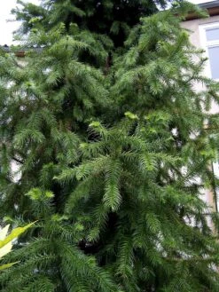 China Fir | XL Tree Seedling -Evergreen Plants Shop china fir young f5e61c1b 3b6c 4990 8412 7fa262460e41