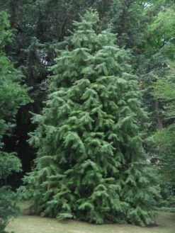 China Fir | XL Tree Seedling -Evergreen Plants Shop china fir a5f28bff abf8 4b15 9ff4 dc8590d35d56