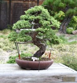Bonsai Tree | White Design | Seed Grow Kit -Evergreen Plants Shop chinese juniper bonsai 2 af4af6d9 5878 49fd 86d6 410fb14e2f03