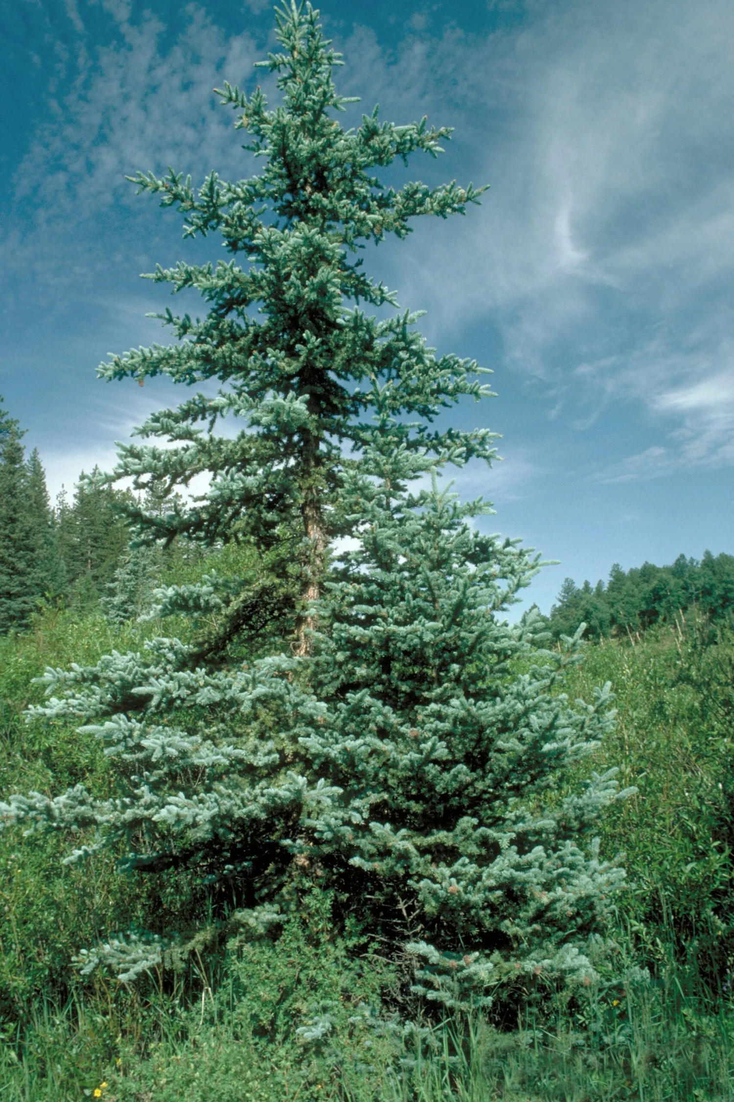 Blue Spruce | Medium Tree Seedling 9 Blue Spruce | Medium Tree Seedling - Image 9