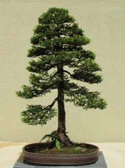 Bonsai Tree | White Design | Seed Grow Kit -Evergreen Plants Shop coast redwood bonsai dba9b4fe cfed 4cdc a7df 8d98e50e2c13