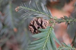 California Redwood | Coast Redwood | Seed Grow Kit -Evergreen Plants Shop coast redwood cone 678e7abd d75e 4ca6 a6e0 1ddceff0f3dc
