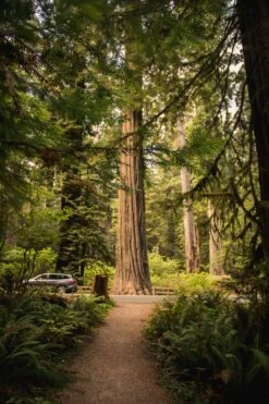 Coast Redwood | Seed Grow Kit -Evergreen Plants Shop coast redwood trail unsplash small 84473e38 3f80 4cf7 aead 4de531b4ece8