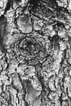 Blue Spruce | Seed Grow Kit -Evergreen Plants Shop colorado blue spruce bark a69e6813 70dd 455b b21f 81857d29e47c