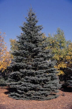 Blue Spruce | Medium Tree Seedling 21 Blue Spruce | Medium Tree Seedling -Evergreen Plants Shop colorado blue spruce form