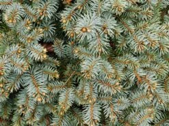 Blue Spruce | Medium Tree Seedling 17 Blue Spruce | Medium Tree Seedling -Evergreen Plants Shop colorado blue spruce needles