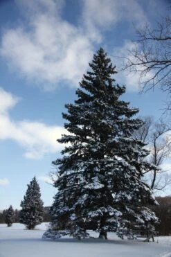 Blue Spruce | Seed Grow Kit -Evergreen Plants Shop colorado blue spruce snow 2529d4bb 9413 4ab2 8155 93aac4bd8e30