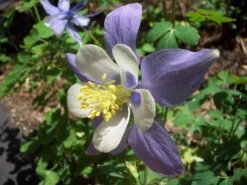 Columbine | Flower Seed Grow Kit -Evergreen Plants Shop columbine flower