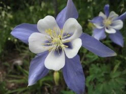 Columbine | Flower Seed Grow Kit -Evergreen Plants Shop columbine flower II