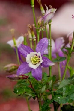 Columbine | Flower Seed Grow Kit -Evergreen Plants Shop columbine flower macro