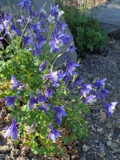 Columbine | Flower Seed Grow Kit -Evergreen Plants Shop columbine garden