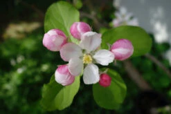 Apple Tree | Seed Grow Kit -Evergreen Plants Shop common apple c street blossom