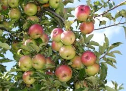 Apple Tree | Seed Grow Kit -Evergreen Plants Shop common apple fruit e19d9afe 41f7 485f 857d abec1b9d1dce