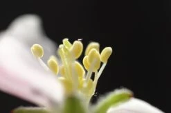 Apple Tree | Seed Grow Kit -Evergreen Plants Shop common apple macro stamen 7cae0c1d fb0c 46d3 9349 8cee00f5d6f9