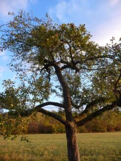 Apple Tree | Seed Grow Kit -Evergreen Plants Shop common apple old tree a64707df 22f0 4e1d a4c8 7616acf88005