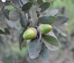 Cork Oak | Medium Tree Seedling -Evergreen Plants Shop cork oak acorn II