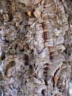 Cork Oak | Medium Tree Seedling -Evergreen Plants Shop cork oak bark II