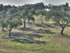 Cork Oak | Medium Tree Seedling -Evergreen Plants Shop cork oak farm