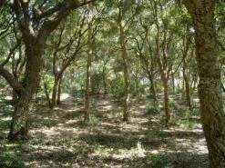 Cork Oak | Medium Tree Seedling -Evergreen Plants Shop cork oak forest