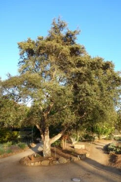 Cork Oak | Medium Tree Seedling -Evergreen Plants Shop cork oak landscape