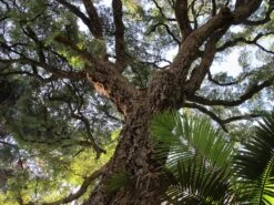 Cork Oak | Medium Tree Seedling -Evergreen Plants Shop cork oak lookup