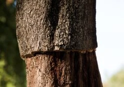 Cork Oak | Medium Tree Seedling -Evergreen Plants Shop cork oak production