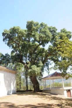 Cork Oak | Medium Tree Seedling -Evergreen Plants Shop cork oak yard