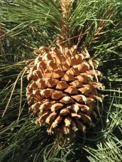 Coulter Pine | Small Tree Seedling -Evergreen Plants Shop coulter pine cone