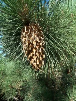 Coulter Pine | Mini-Grow Kit 8 Coulter Pine | Mini-Grow Kit -Evergreen Plants Shop coulter pine cone 2 b218bd35 072b 407b 9124 305418a8ab0f