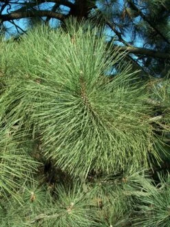 Coulter Pine | Small Tree Seedling -Evergreen Plants Shop coulter pine needles