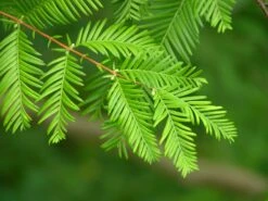 Jurassic Tree | Dawn Redwood | Seed Grow Kit -Evergreen Plants Shop dawn redwood bright green foliage e5565d06 9e43 4d26 b56a 605d4dd3cce7
