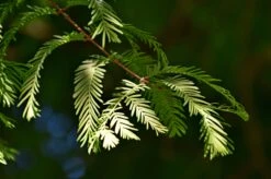 Dawn Redwood | Bulk Nursery Lots -Evergreen Plants Shop dawn redwood foliage f7ba1053 ae3d 41d6 af7d edf73709ab55