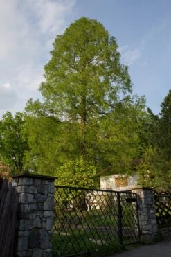 Jurassic Tree | Dawn Redwood | Seed Grow Kit -Evergreen Plants Shop dawn redwood form f46b0003 40bf 40dd aab7 eb099960e01b