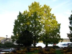 Jurassic Tree | Dawn Redwood | Seed Grow Kit -Evergreen Plants Shop dawn redwood garden 45130800 c876 490d 8720 c1efea949ce4