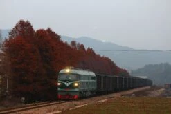 Dawn Redwood | Bulk Nursery Lots -Evergreen Plants Shop dawn redwood hedgerow 67b5821b ad90 4426 a22b 45d8f9f47aee