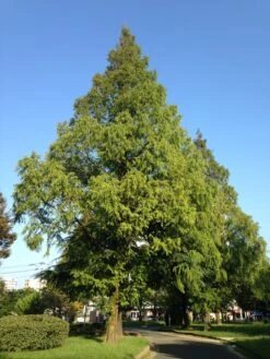 Jurassic Tree | Dawn Redwood | Seed Grow Kit -Evergreen Plants Shop dawn redwood park 4f0b1735 5fb5 45e3 b078 563f32421238