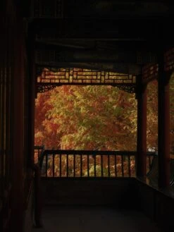 Dawn Redwood | Medium Tree Seedling -Evergreen Plants Shop dawn redwood unsplash temple