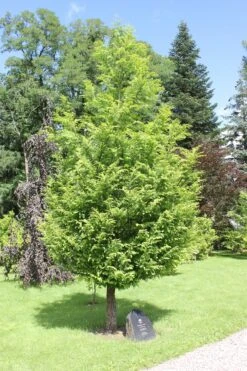 Jurassic Tree | Dawn Redwood | Seed Grow Kit -Evergreen Plants Shop dawn redwood young small 1075e14a 8683 4b96 9d9f 5830c70ff783