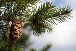 Douglas Fir | Small Tree Seedling -Evergreen Plants Shop douglas fir cone 2 449de06b 9abe 487a 860e af4dfdc031b5