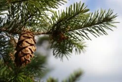 Living Christmas Tree | Douglas-Fir -Evergreen Plants Shop douglas fir cone 2 85d725c1 5e9e 4e14 aae8 e2fdb18707e5