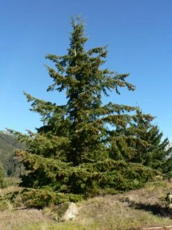 Douglas Fir | Small Tree Seedling -Evergreen Plants Shop douglas fir form 33038c5c eba6 4bdd ba98 84121f27cb5c
