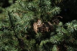 Christmas Tree | Seed Grow Kit -Evergreen Plants Shop douglas fir macro 2ef1df45 563e 4d01 abd2 64b797e26df1